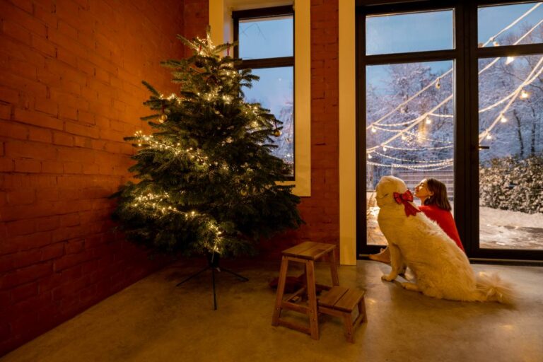 Od plantacji do salonu – choinki z dowozem do domu