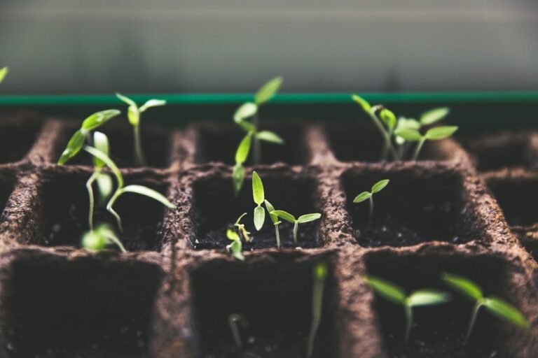 Dlaczego warto współpracować z Hurtownią nasion Agro-Plant?